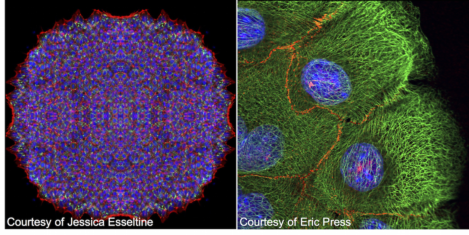 Images of samples created using Zeiss LSM 800 microscope
